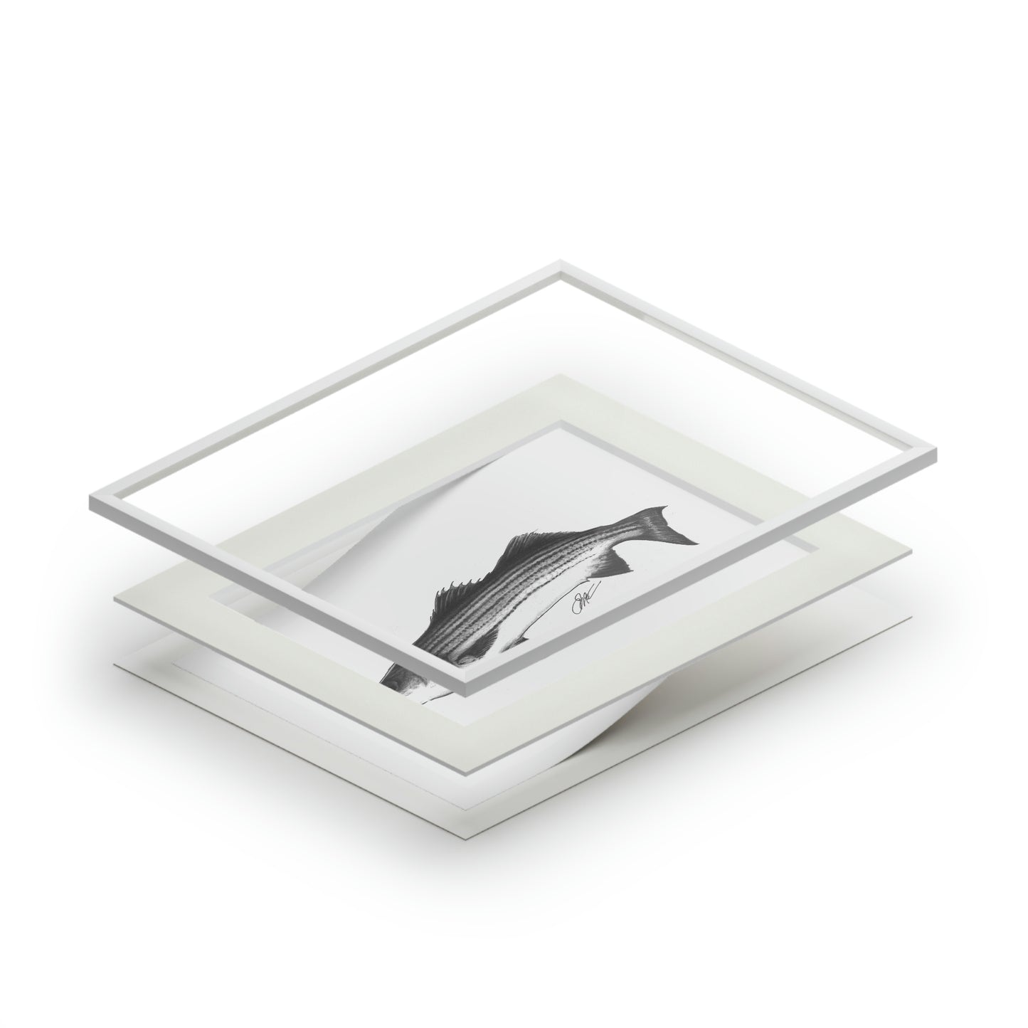 Tail-Whip Striped Bass sketch Fine Art Prints (Passepartout Paper Frame)