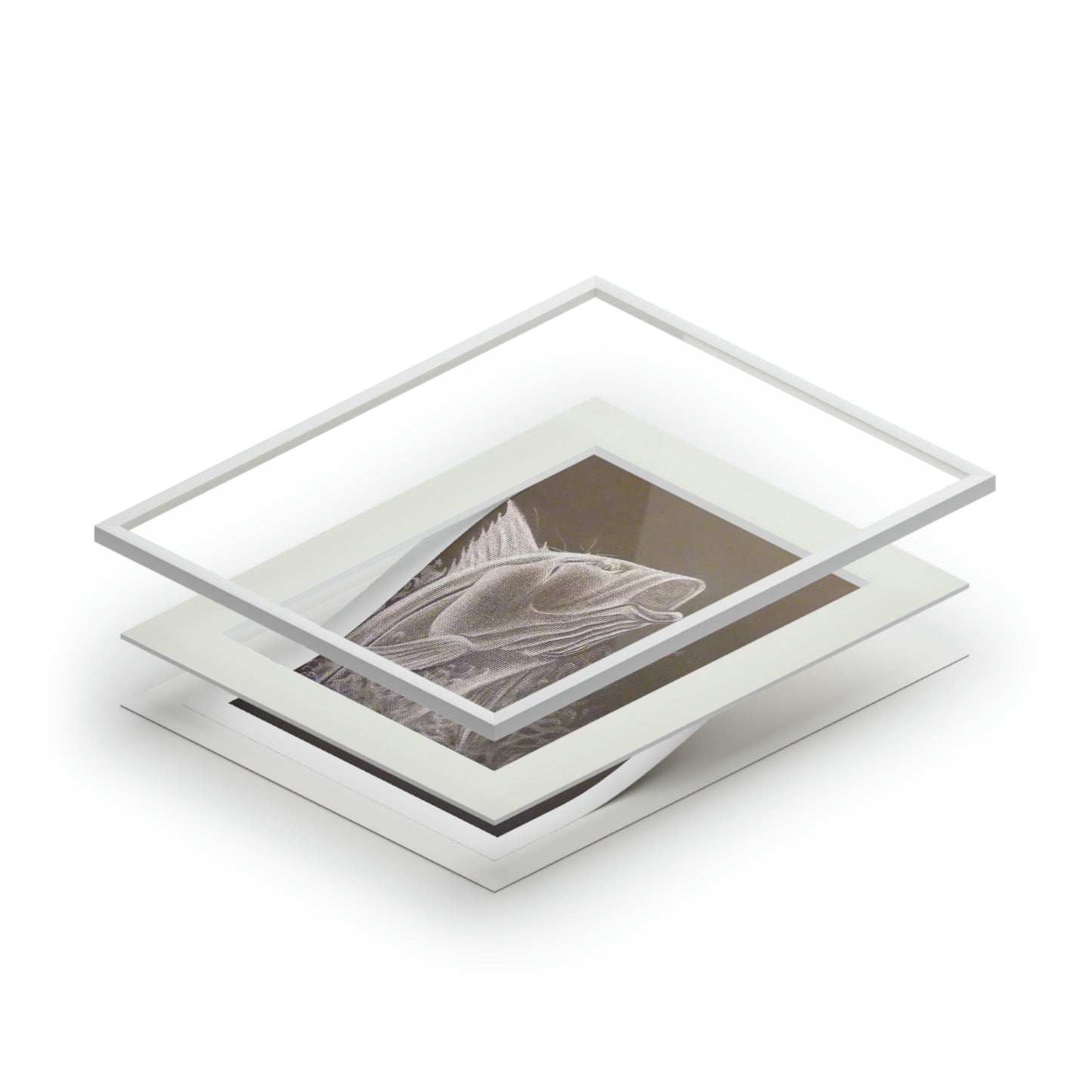 Tail-Whip Snook Attack Fine Art Prints (Passepartout Paper Frame)