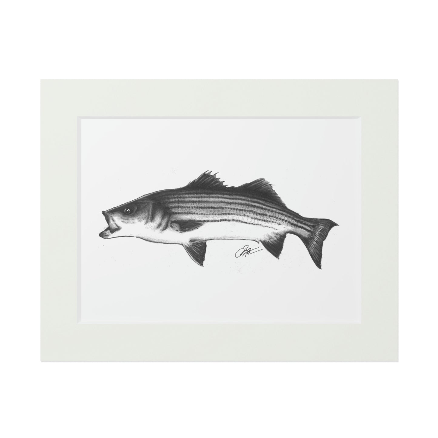 Tail-Whip Striped Bass sketch Fine Art Prints (Passepartout Paper Frame)