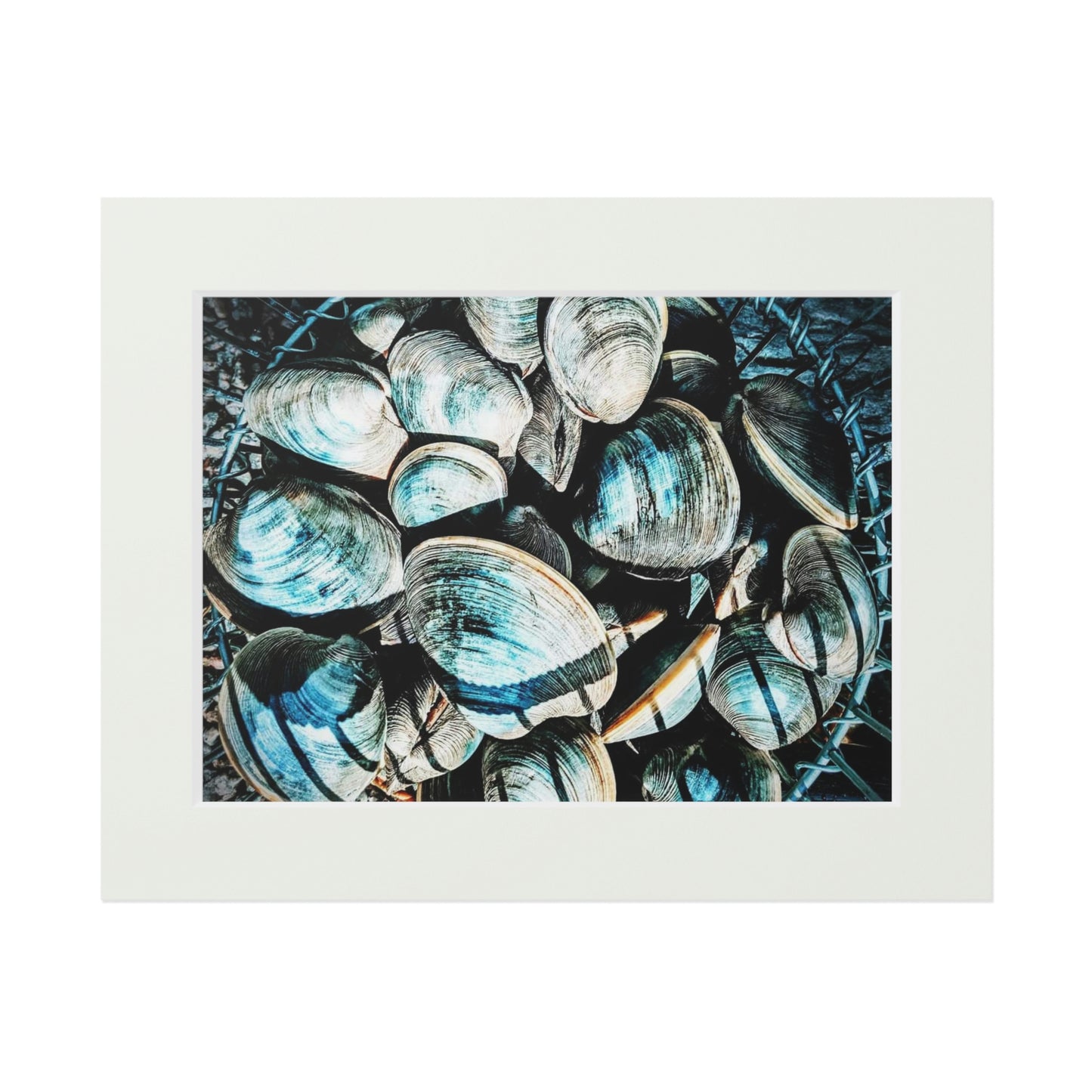 Tail-Whip Quahog Peck Fine Art Prints (Passepartout Paper Frame)