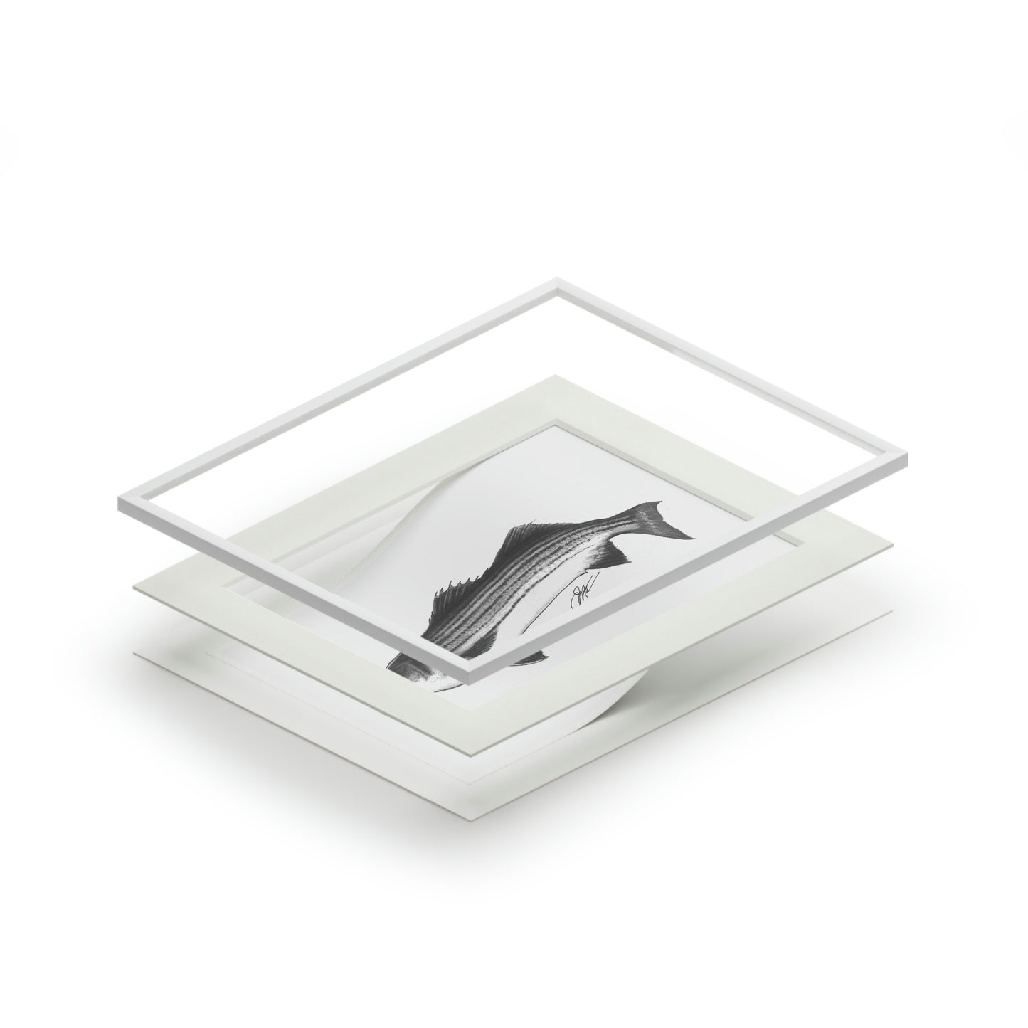 Tail-Whip Striped Bass sketch Fine Art Prints (Passepartout Paper Frame)