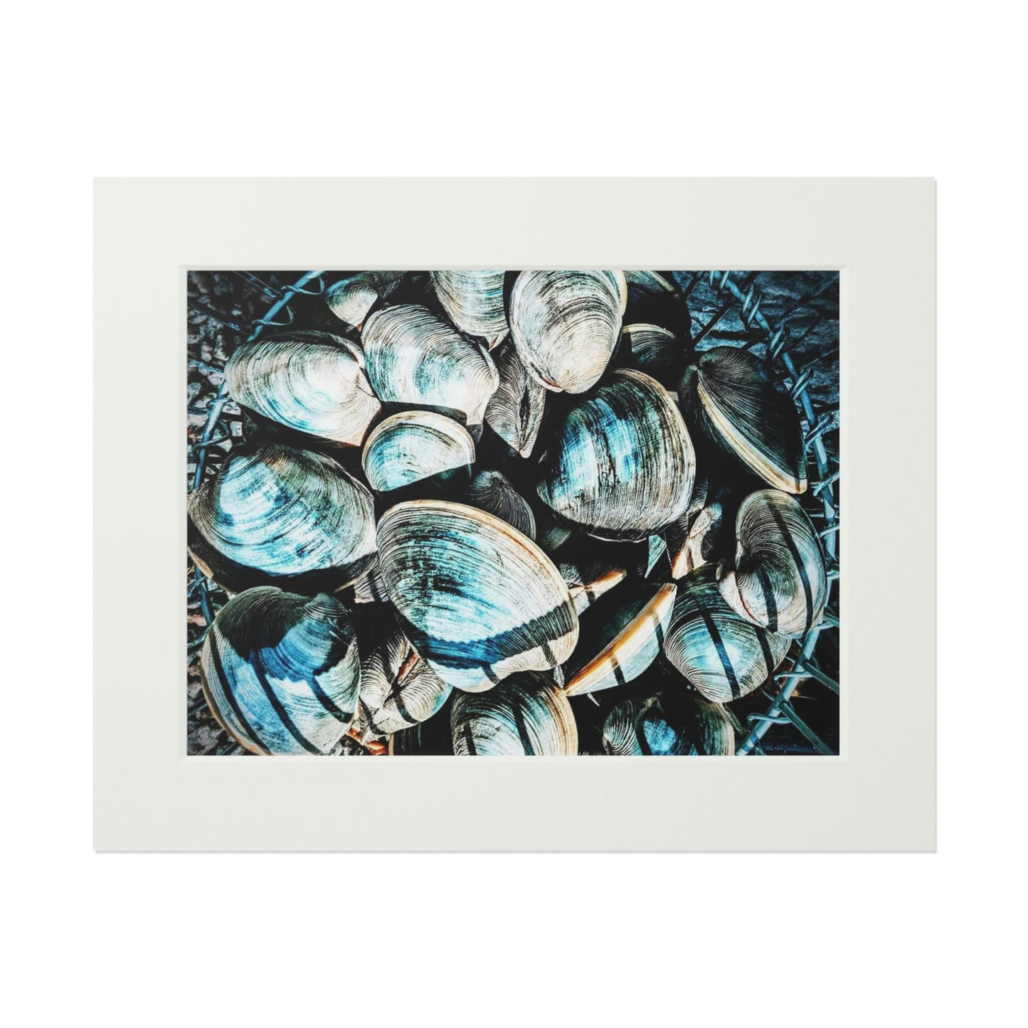 Tail-Whip Quahog Peck Fine Art Prints (Passepartout Paper Frame)